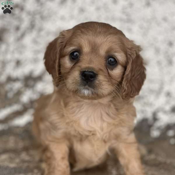 Honey, Cavapoo Puppy